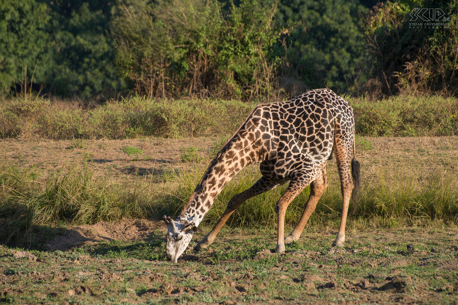 South Luangwa - Thornicrofts giraffe De Thornicrofts giraffe (Rhodesian giraffe) komt alleen voor in South Luangwa. In het wild komen nog ongeveer 1500 dieren voor. Stefan Cruysberghs